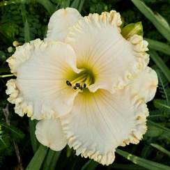 Лилейник 'Спейскост Вайт Аут' (Hemerocallis 'Spacecoast White Out')