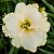 Лилейник 'Спейскост Вайт Аут' (Hemerocallis 'Spacecoast White Out')