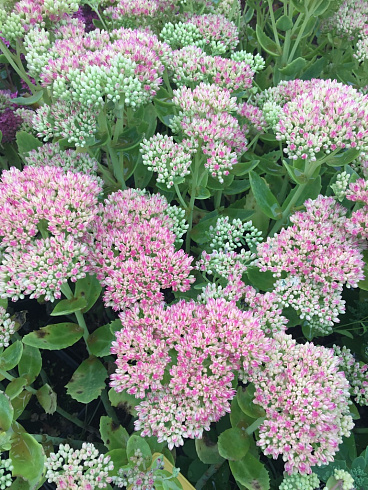 ochitok-karl-sedum-carl-rastenie.jpg