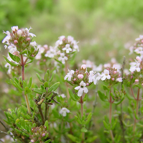 timyan-obyknovennyj-thymus-vulgaris-nebolshoj-polukustarnik