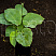 hosta-big-dehddi-hosta-big-daddy-rastenie-v-gorshke.jpg