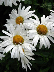 Нивяник наибольший (Leucanthemum maximum)