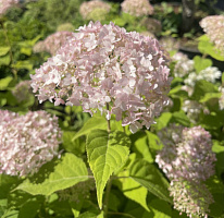 Гортензия древовидная 'Кандибелле Маршмэллоу' (Hydrangea arborescens 'Candybelle Marshmallow')