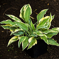 Хоста 'Лейксайд Драгонфлай' (Hosta 'Lakeside Dragonfly')