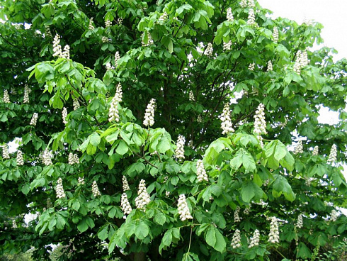 kashtan-konskij-aesculus-hippocastanum-krona
