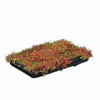 Рулонный Седум Ложный (Sedum mix)