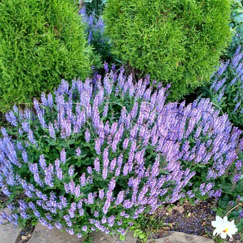 shalfej-dubravnyj-blauhagel-salvia-nemorosa-blauhugel-cvetok.jpg
