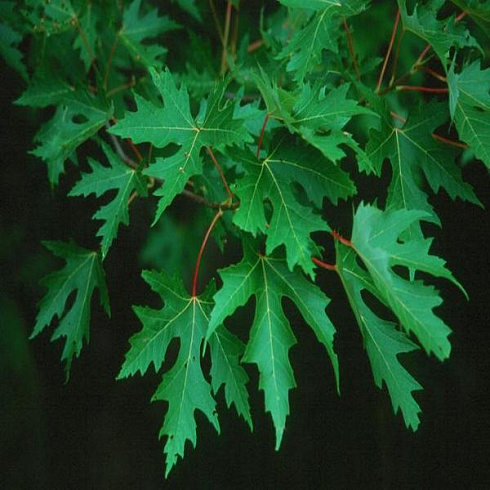 klen-serebristyj-acer-saccharinum-zelenye-listya