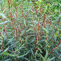 Ива пурпурная  (Salix purpurea)