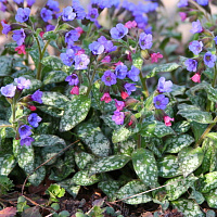 Медуница 'Смоки Блу' (Pulmonaria 'Smokey Blue')