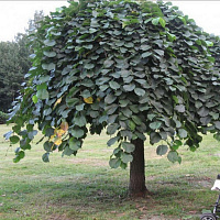 Вяз шершавый 'Пендула' (Ulmus glabra 'Pendula')