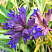 gorechavka-daurskaya-gentiana-dahurica-cvetok.jpg