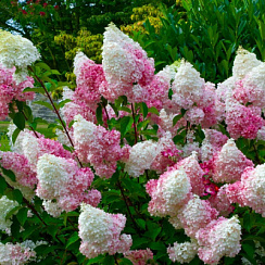 Гортензия метельчатая 'Пинк Леди' (Hydrangea paniculata 'Pink Lady')