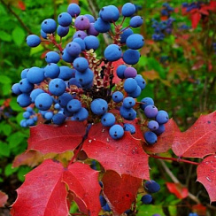 Магония падуболистная (Mahonia aquifolium)