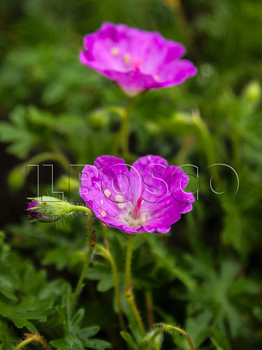 geran-krovavo-krasnaya-maks-fraj-geranium-sanguineum-max-frei-cvetok.jpg