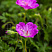 geran-krovavo-krasnaya-maks-fraj-geranium-sanguineum-max-frei-cvetok.jpg