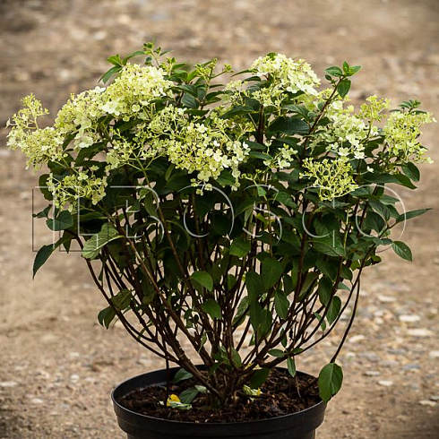gortenziya-metelchataya-bobo-hydrangea-paniculata-bobo-kust.jpg