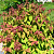 Спирея японская 'Макрофила' (Spiraea japonica 'Macrophylla')