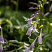 hosta-frans-hosta-francee-socvetie.jpg
