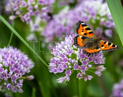 Лук-слизун (Allium nutans)