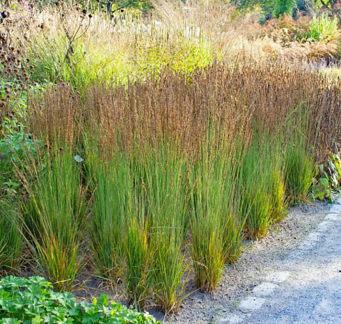 Молиния голубая 'Moorhexe' (Molinia caerulea 'Moorhexe')