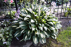 Хоста 'Риски Бизнес' (Hosta 'Risky Business')