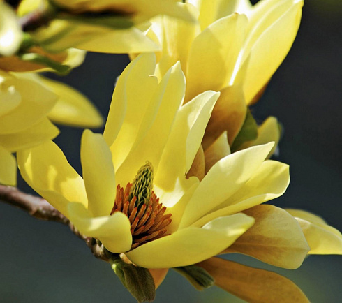 Магнолия бруклинская 'Yellow Bird' (Magnolia 'Yellow Bird')