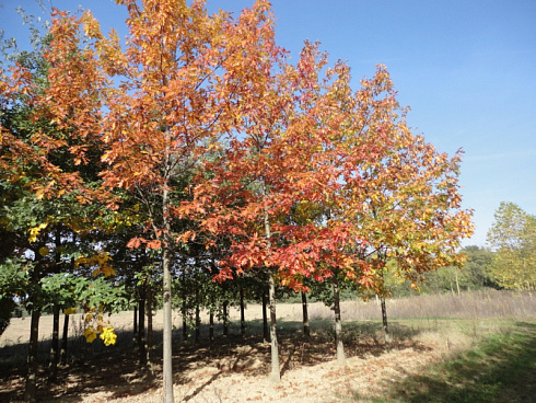 dub-krasnyj-quercus-rubra-ryad-dubov