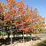 dub-krasnyj-quercus-rubra-ryad-dubov
