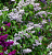 Сирень обыкновенная в сортах (Syringa vulgaris в сортах)