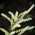 Волжанка обыкновенная (двудомная) 'Кнайфи' (Aruncus dioicus 'Kneiffii')