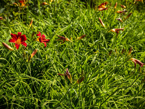 lilejnik-blehk-princ-hemerocallis-black-prince-listya.jpg