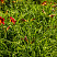 lilejnik-blehk-princ-hemerocallis-black-prince-listya.jpg