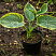 hosta-zibolda-frensis-vilyams-hosta-sieboldiana-frances-williams-rastenie-v-gorshke.jpg
