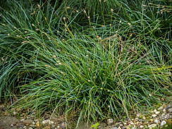 Осока гладконосая (Carex leiorhyncha)