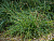 Осока гладконосая (Carex leiorhyncha)