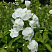 floks-metelchatyj-fudziyama-phlox-paniculata-fujiyama-socvetie.jpg