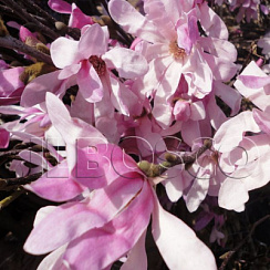 Магнолия звездчатая 'Розеа' (Magnolia stellata 'Rosea')