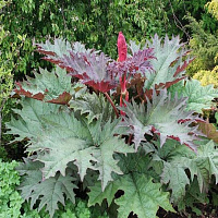 Ревень волнистый (Rheum rhabarbarum)