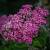Очиток 'Хербстфройде' (Sedum 'Herbstfreude')