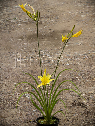 lilejnik-limonno-zheltyj-hemerocallis-citrina-sazhency.jpg
