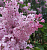 Сирень гиацинтоцветная 'Бюффон' (Syringa × hyacinthiflora 'Buffon')