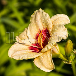 Лилейник 'Бриллиант Сёкл' (Hemerocallis 'Brilliant circle')
