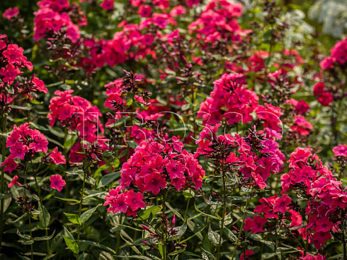 floks-metelchatyj-vindzor-phlox-paniculata-windsor-cvety.jpg