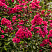 floks-metelchatyj-vindzor-phlox-paniculata-windsor-cvety.jpg