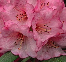 Рододендрон 'Вайн энд Роузес' (Rhododendron Wine & Roses)
