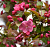 Яблоня декоративная 'Кардинал' (Malus 'Cardinal')