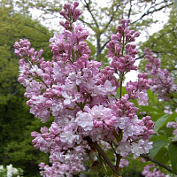 Сирень обыкновенная 'Бель де Нанси' (Syringa vulgaris 'Belle de Nancy')