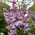Сирень обыкновенная 'Бель де Нанси' (Syringa vulgaris 'Belle de Nancy')