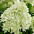 Гортензия метельчатая 'Литтл Спуки' (Hydrangea paniculata 'Little Spooky')